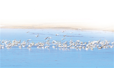 科尔沁沙地歼灭战持续推进 年均治沙200万亩显成效