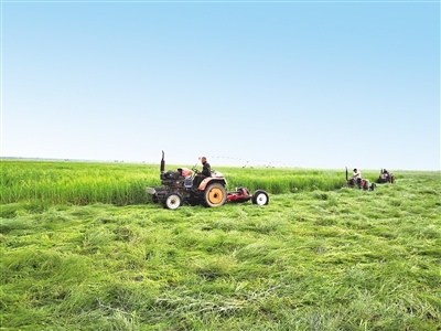 科尔沁沙地歼灭战持续推进 年均治沙200万亩显成效