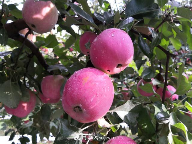 第七届新疆特色果品(阿克苏)交易会17日举行(图1) 第七届新疆特色果品(阿克苏)交易会17日举行(图1)