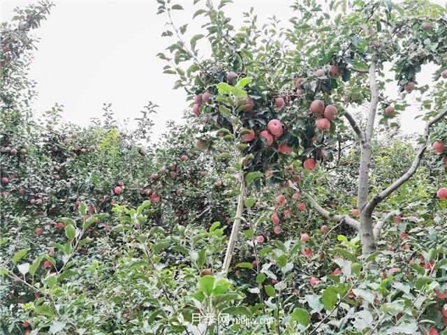 第七届新疆特色果品(阿克苏)交易会17日举行(图2) 第七届新疆特色果品(阿克苏)交易会17日举行(图2)