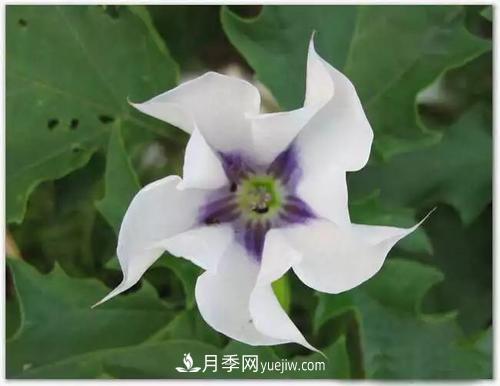 花语代表伤心绝望的花(图2) 花语代表伤心绝望的花(图2)