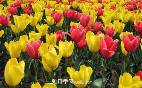 花语代表伤心绝望的花(图1) 花语代表伤心绝望的花(图1)