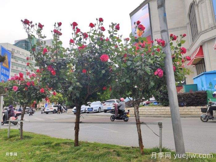 常见绿化的类型和景观植物配置(图2) 常见绿化的类型和景观植物配置(图2)