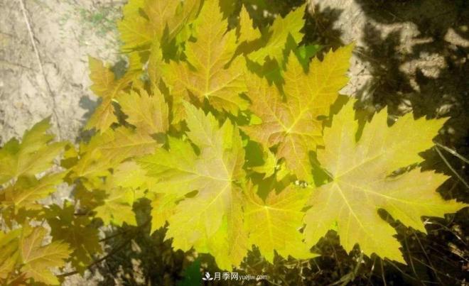 日本红枫、美国红枫、中国红枫这样区分,认识这种彩叶苗木(图2) 日本红枫、美国红枫、中国红枫这样区分,认识这种彩叶苗木(图2)