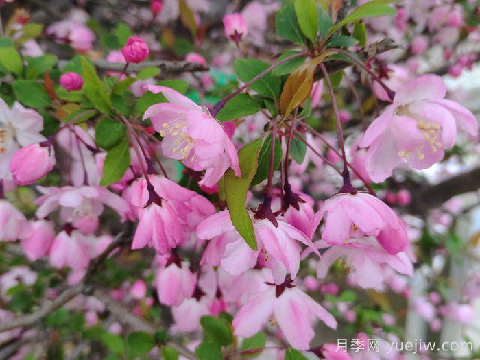 垂丝海棠和西府海棠有什么区别?(图1) 垂丝海棠和西府海棠有什么区别?(图1)