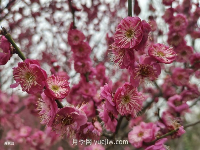 分享60种常见花卉植物(图2)