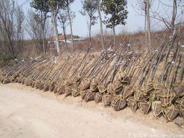 木瓜树图片木瓜树基地实拍