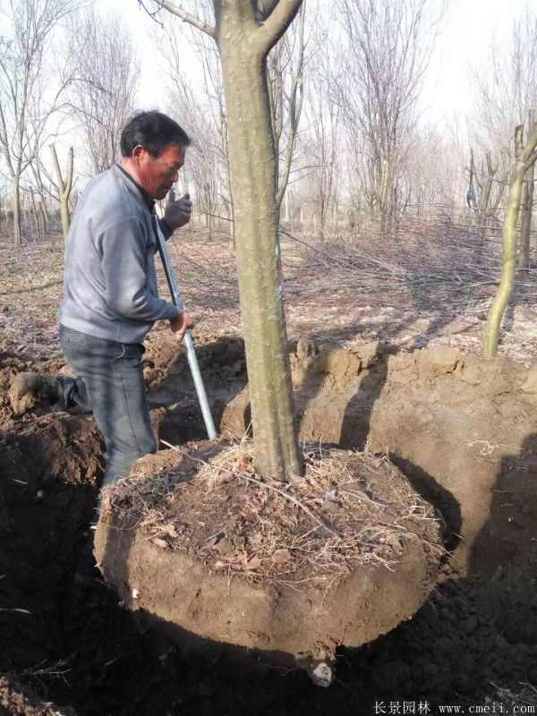 木瓜树图片木瓜树基地实拍