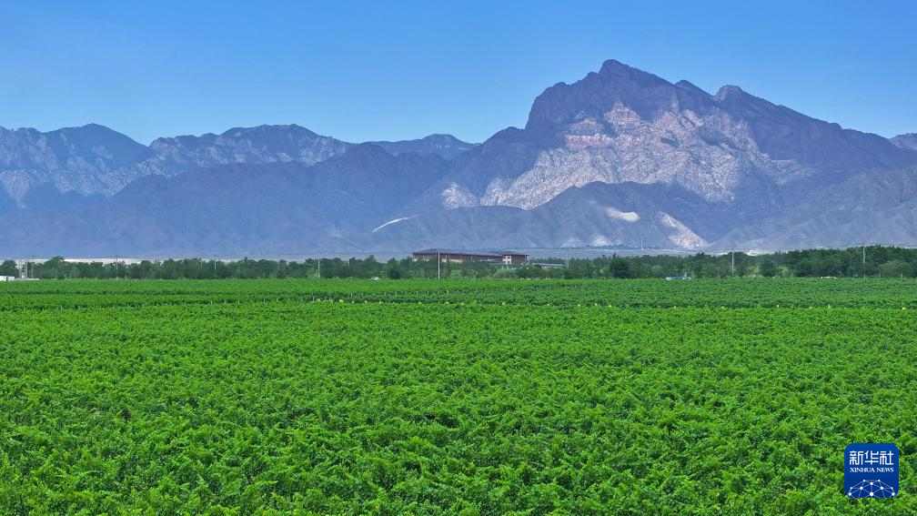 宁夏贺兰山东麓：从荒滩戈壁到葡萄酒黄金产区的华丽蜕变