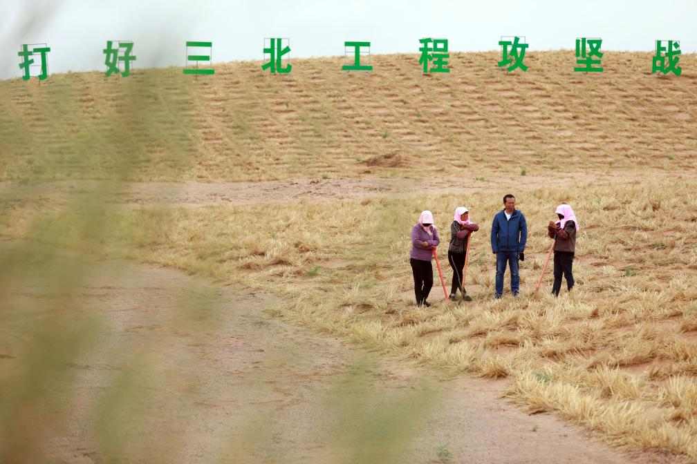 甘肃民勤治沙成效显著 梭梭种植助力生态修复阻击战