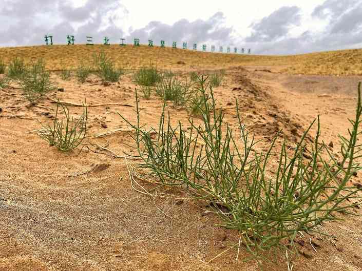 甘肃民勤治沙成效显著 梭梭种植助力生态修复阻击战
