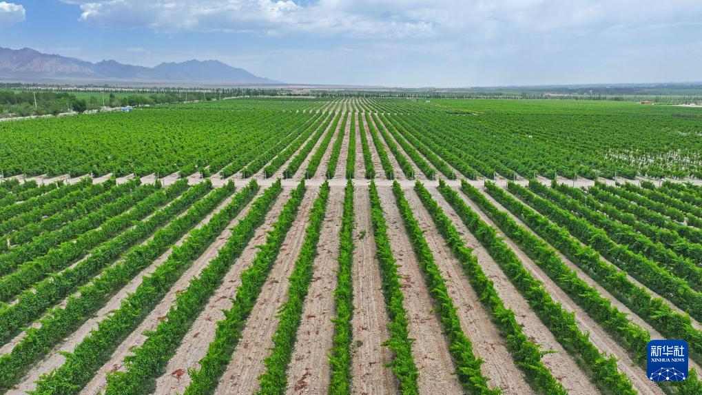 宁夏贺兰山东麓：从荒滩戈壁到葡萄酒黄金产区的华丽蜕变