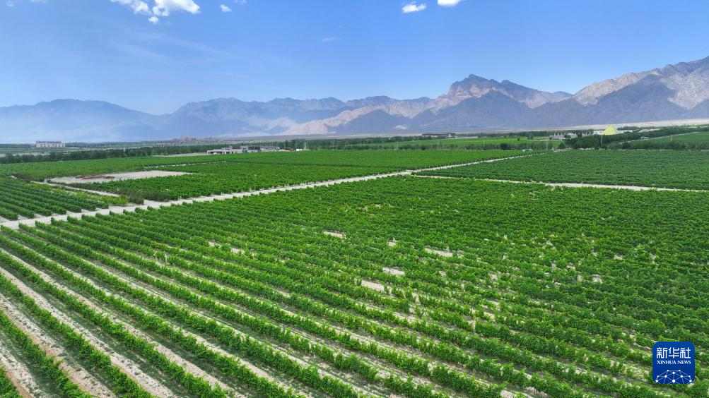 宁夏贺兰山东麓：从荒滩戈壁到葡萄酒黄金产区的华丽蜕变