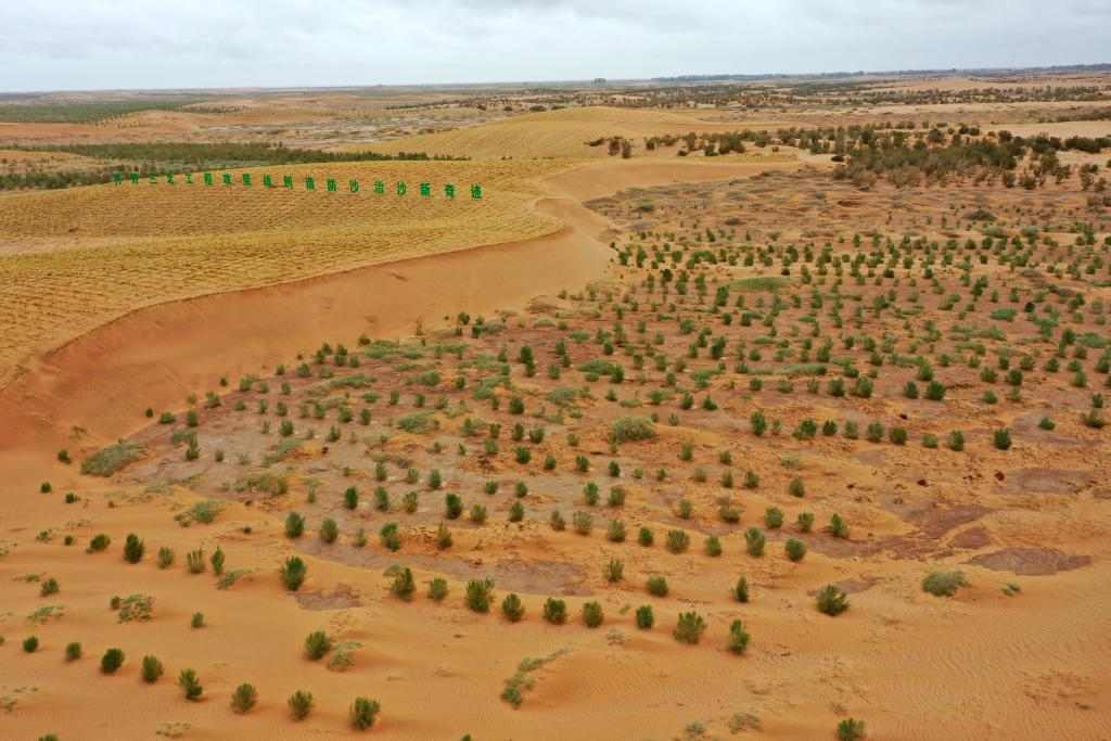甘肃民勤治沙成效显著 梭梭种植助力生态修复阻击战