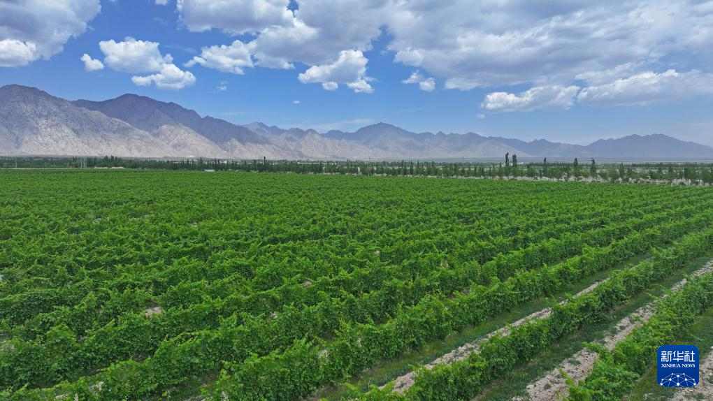 宁夏贺兰山东麓：从荒滩戈壁到葡萄酒黄金产区的华丽蜕变