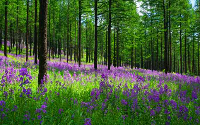 塞罕坝荒漠变绿洲奇迹：三代人艰苦奋斗建成百万亩人工林海