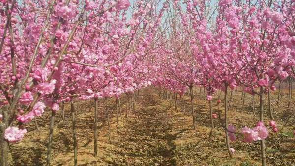 重瓣榆叶梅-长景园林