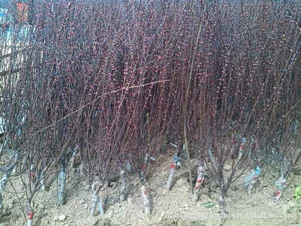 重瓣榆叶梅-长景园林