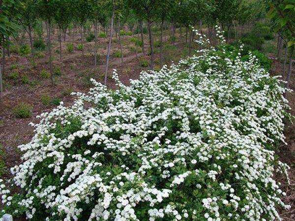 珍珠绣线菊基地图片