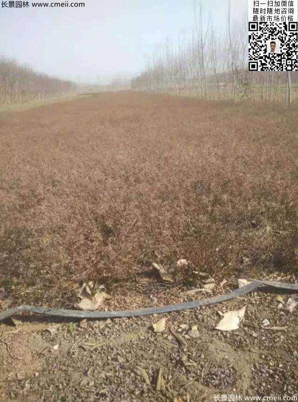 珍珠绣线菊基地图片