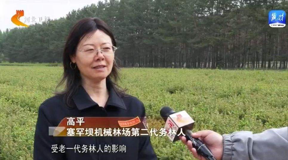 塞罕坝62年治沙造林奇迹从荒漠变绿洲