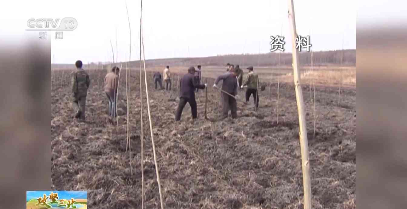 三北工程防护林建设成效显著 农田生态治理模式获突破