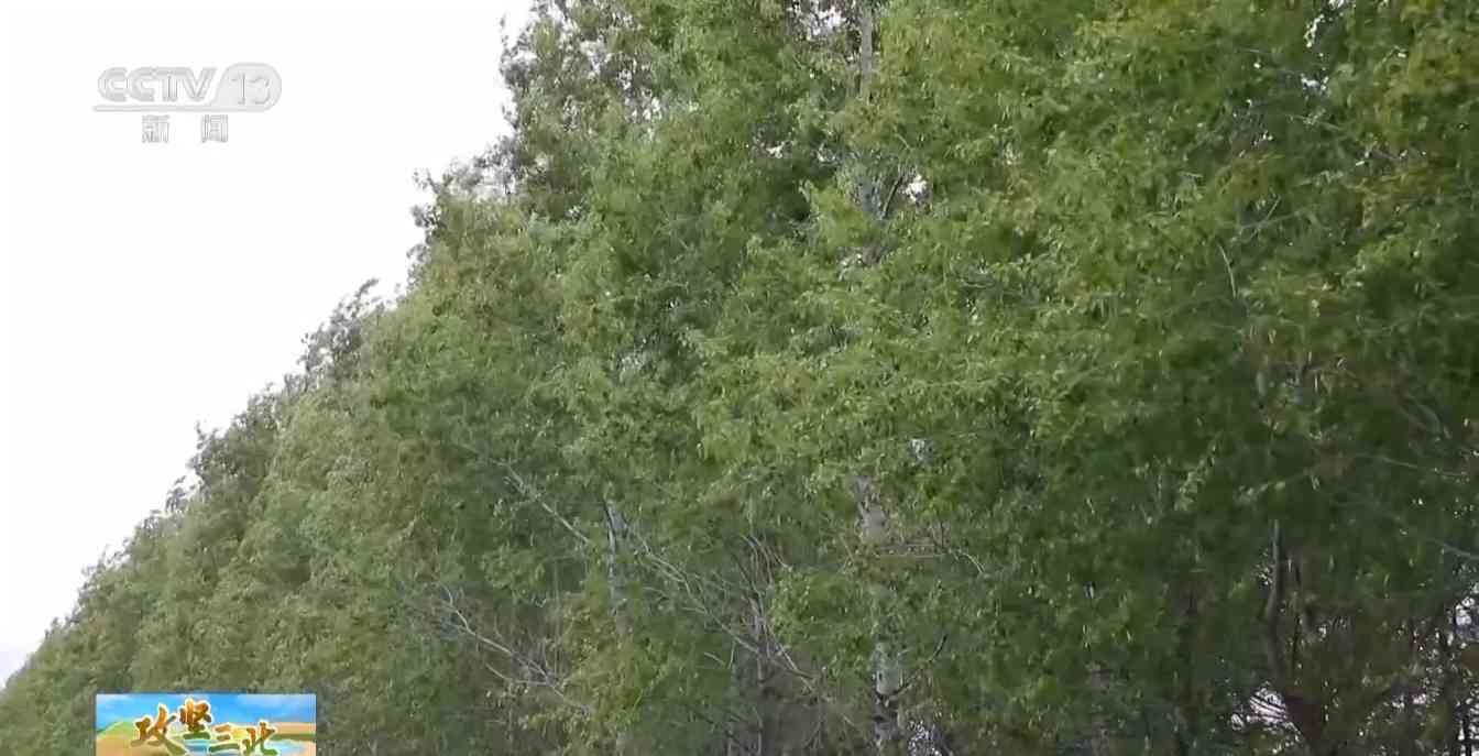 三北工程防护林建设成效显著 农田生态治理模式获突破