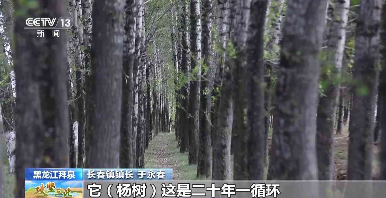 三北工程防护林建设成效显著 农田生态治理模式获突破