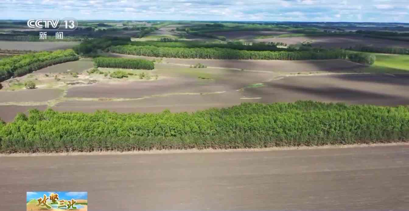 三北工程防护林建设成效显著 农田生态治理模式获突破
