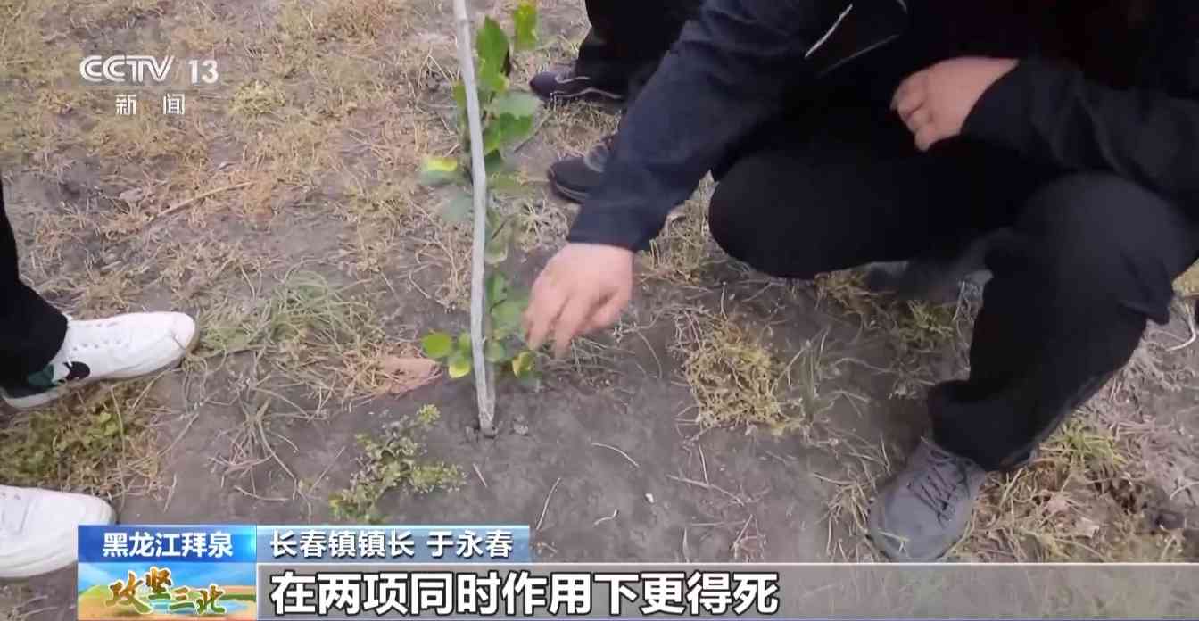 三北工程防护林建设成效显著 农田生态治理模式获突破