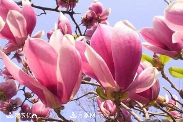 南阳特产:南召辛夷(图2) 南阳特产:南召辛夷(图2)