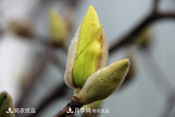 南阳特产:南召辛夷(图1) 南阳特产:南召辛夷(图1)