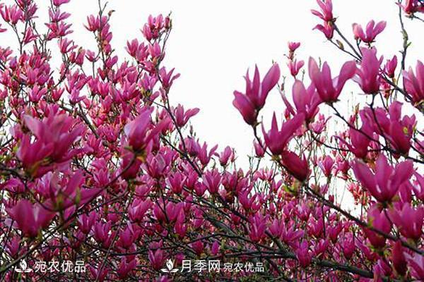 南阳特产:南召辛夷(图4) 南阳特产:南召辛夷(图4)