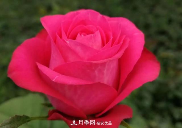 云南锦海举办月季新优品种推介会 56个切花月季新品种各展娇姿(图2)