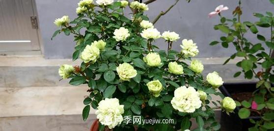 爬藤月季花,一要会“牵引”,二要会“修剪”,藤本月季牵引技巧(图1) 爬藤月季花,一要会“牵引”,二要会“修剪”,藤本月季牵引技巧(图1)