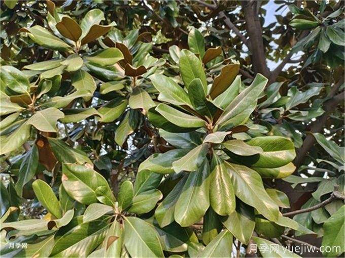 南阳地区非常适宜各种花卉苗木的种植(图2) 南阳地区非常适宜各种花卉苗木的种植(图2)