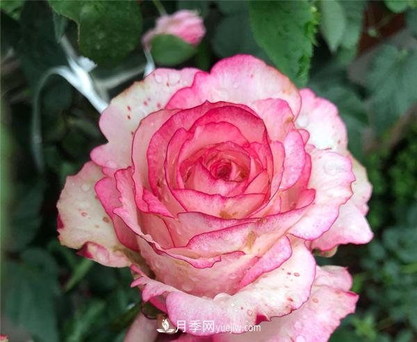 怎样解决南阳树状月季不开花的问题?(图1) 怎样解决南阳树状月季不开花的问题?(图1)