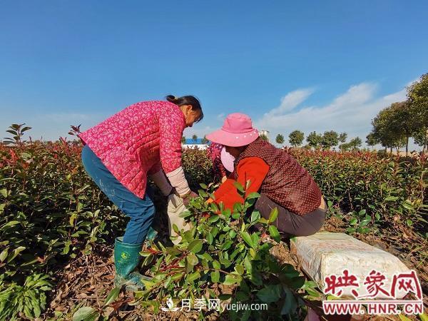 信阳潢川:莱新苗木基地辐射带贫 帮助百姓就地挖金(图3) 信阳潢川:莱新苗木基地辐射带贫 帮助百姓就地挖金(图3)