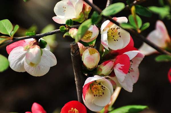 木瓜海棠--长景园林