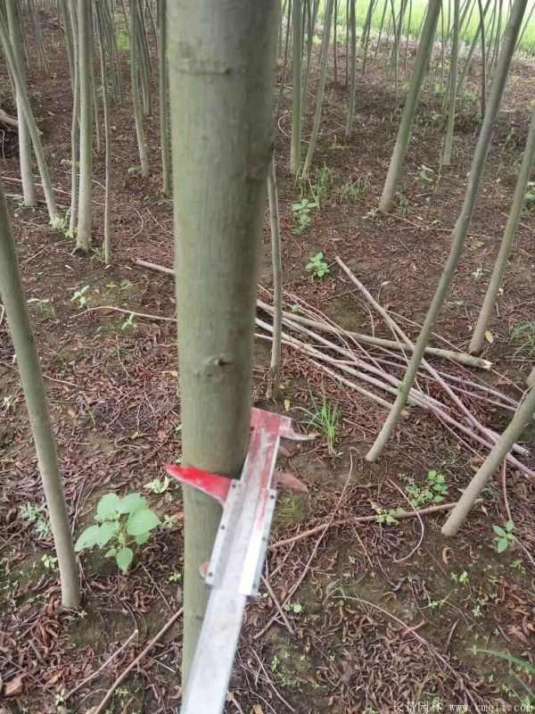 枫杨图片枫杨树基地实拍