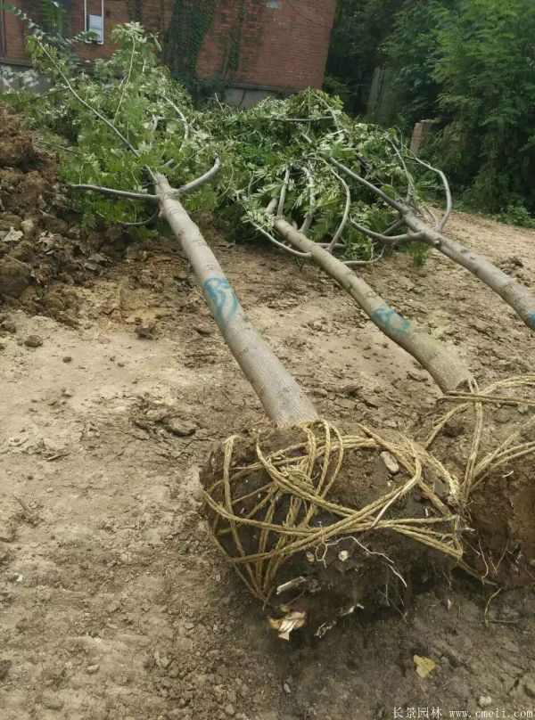 枫杨图片枫杨树基地实拍