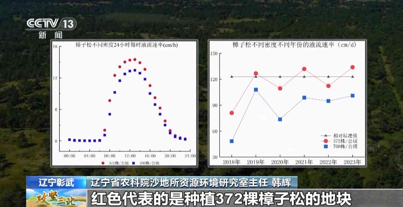 樟子松造林技术揭秘：三北工程防风固沙树种科学种植方法