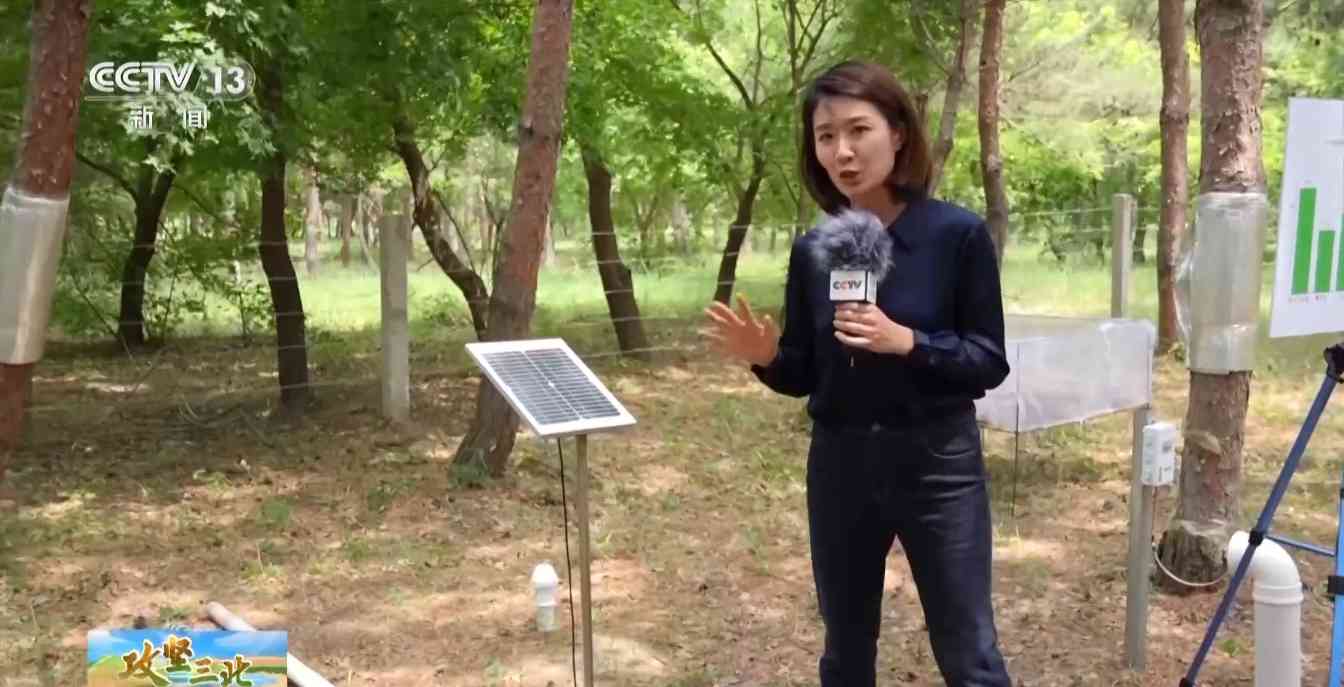 樟子松造林技术揭秘：三北工程防风固沙树种科学种植方法