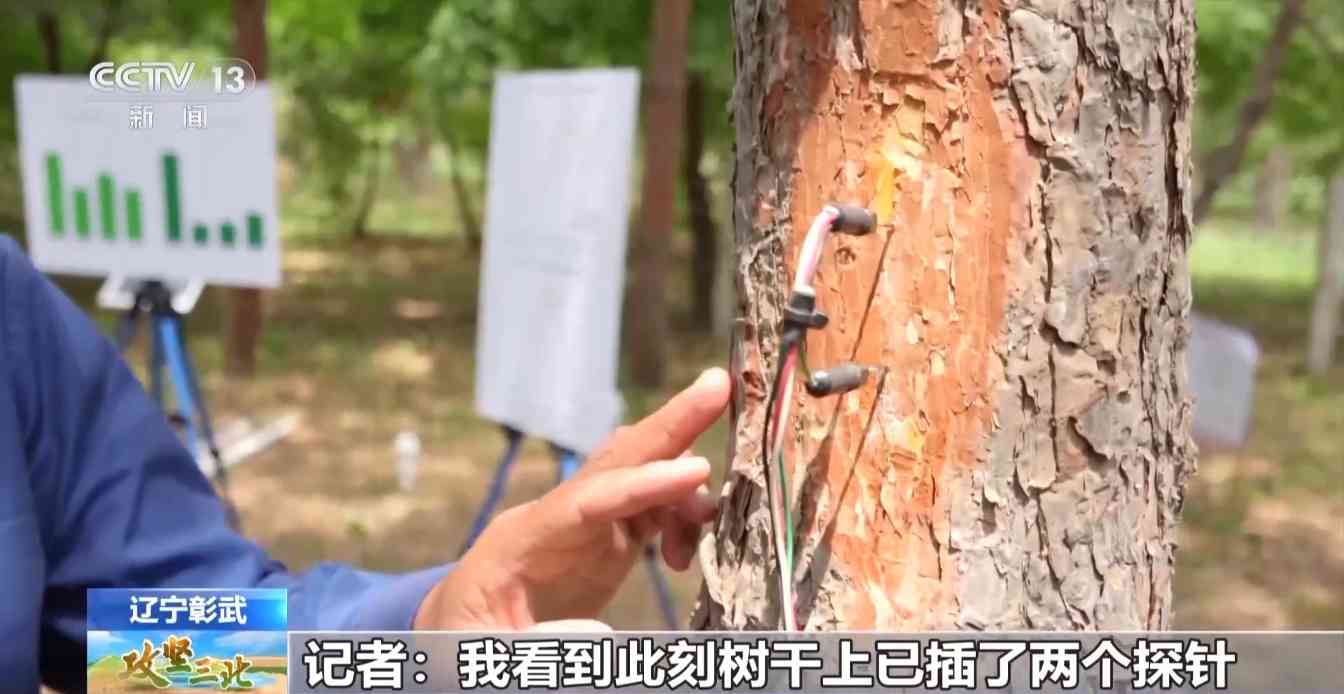 樟子松造林技术揭秘：三北工程防风固沙树种科学种植方法