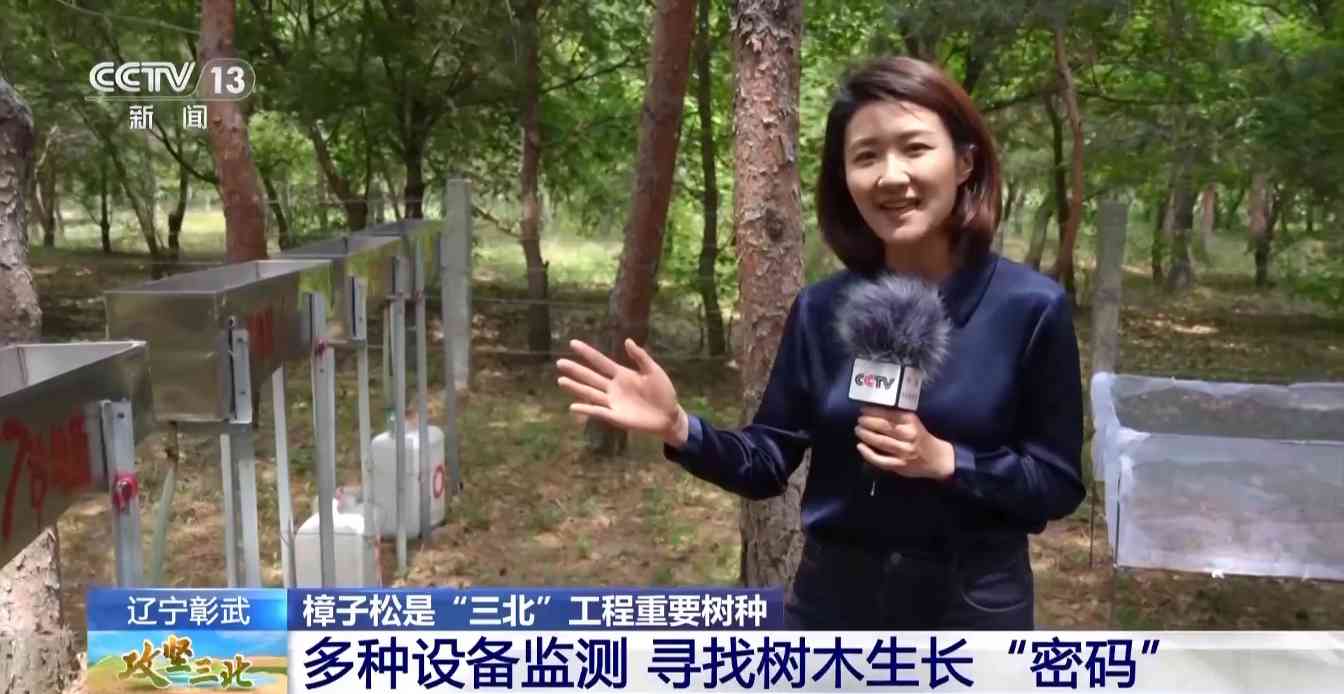 樟子松造林技术揭秘：三北工程防风固沙树种科学种植方法