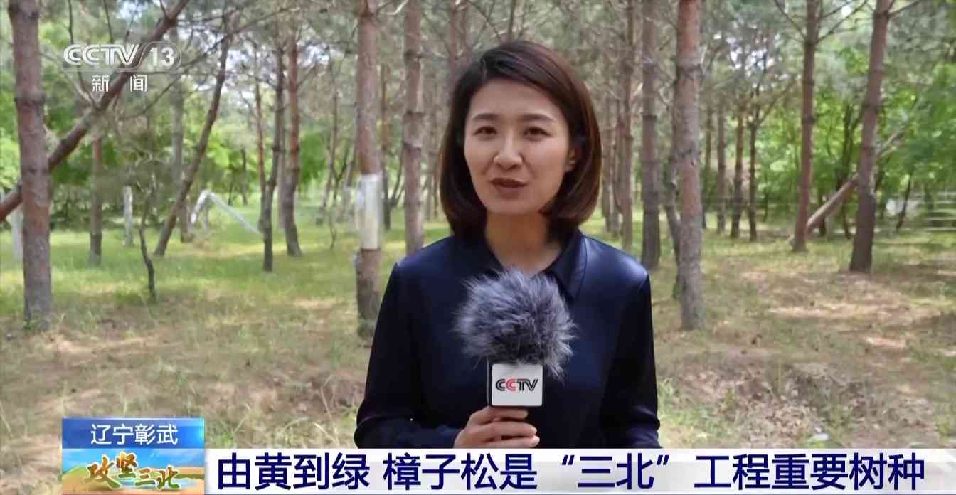 樟子松造林技术揭秘：三北工程防风固沙树种科学种植方法