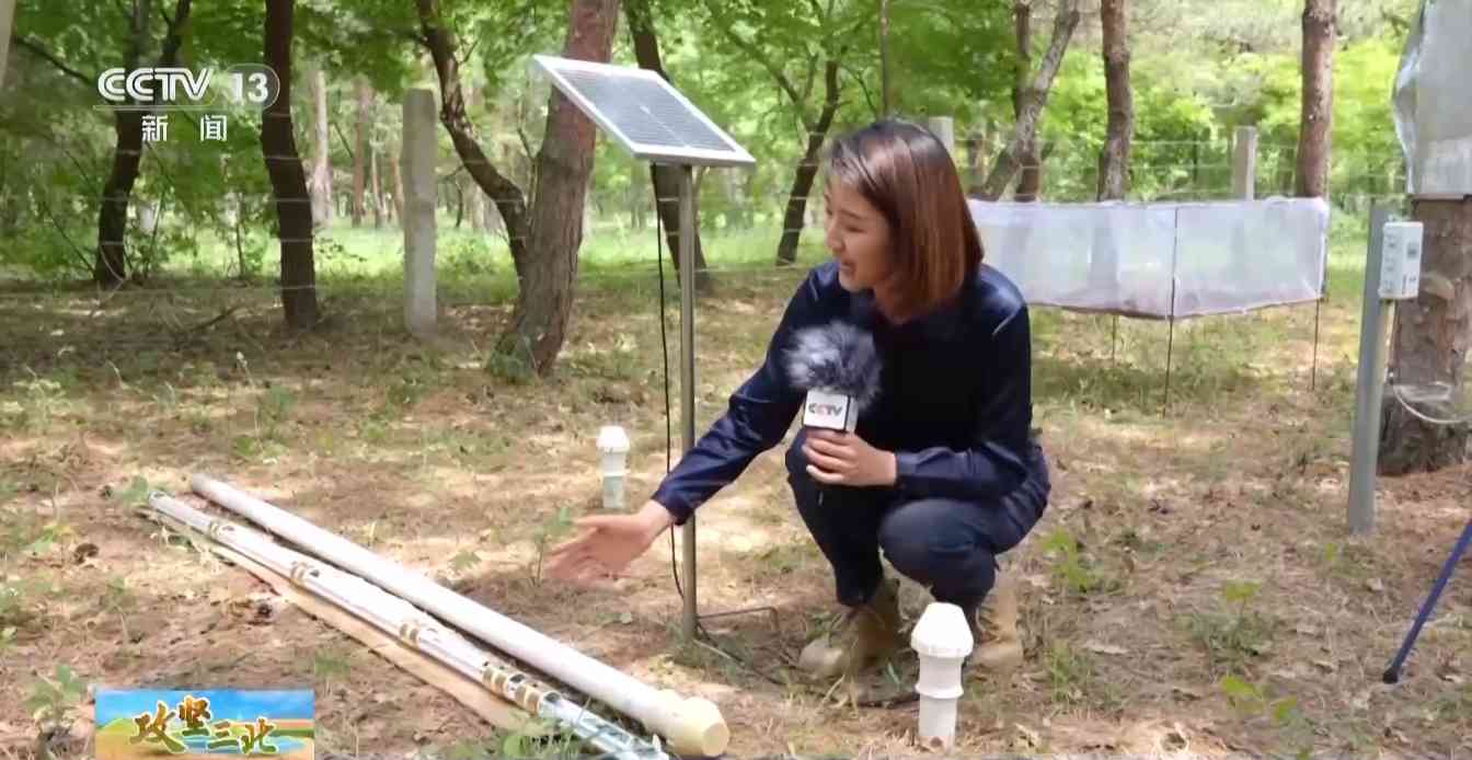 樟子松造林技术揭秘：三北工程防风固沙树种科学种植方法