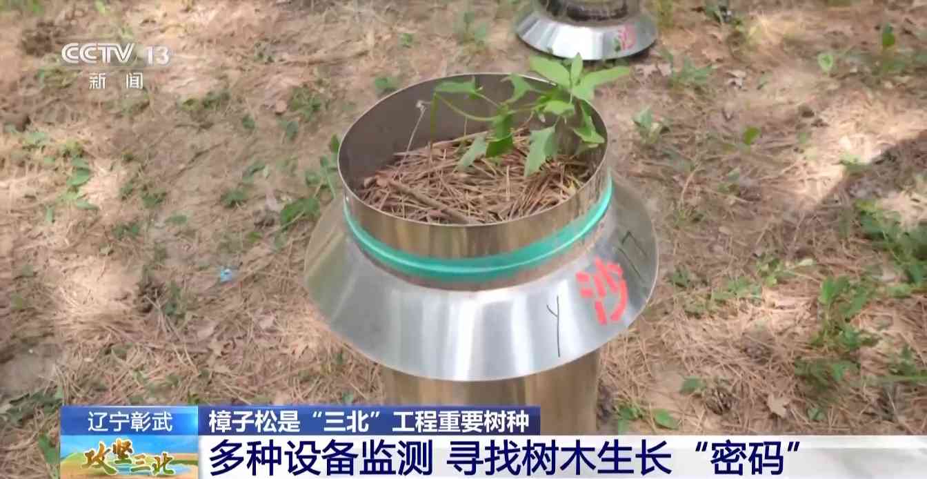 樟子松造林技术揭秘：三北工程防风固沙树种科学种植方法