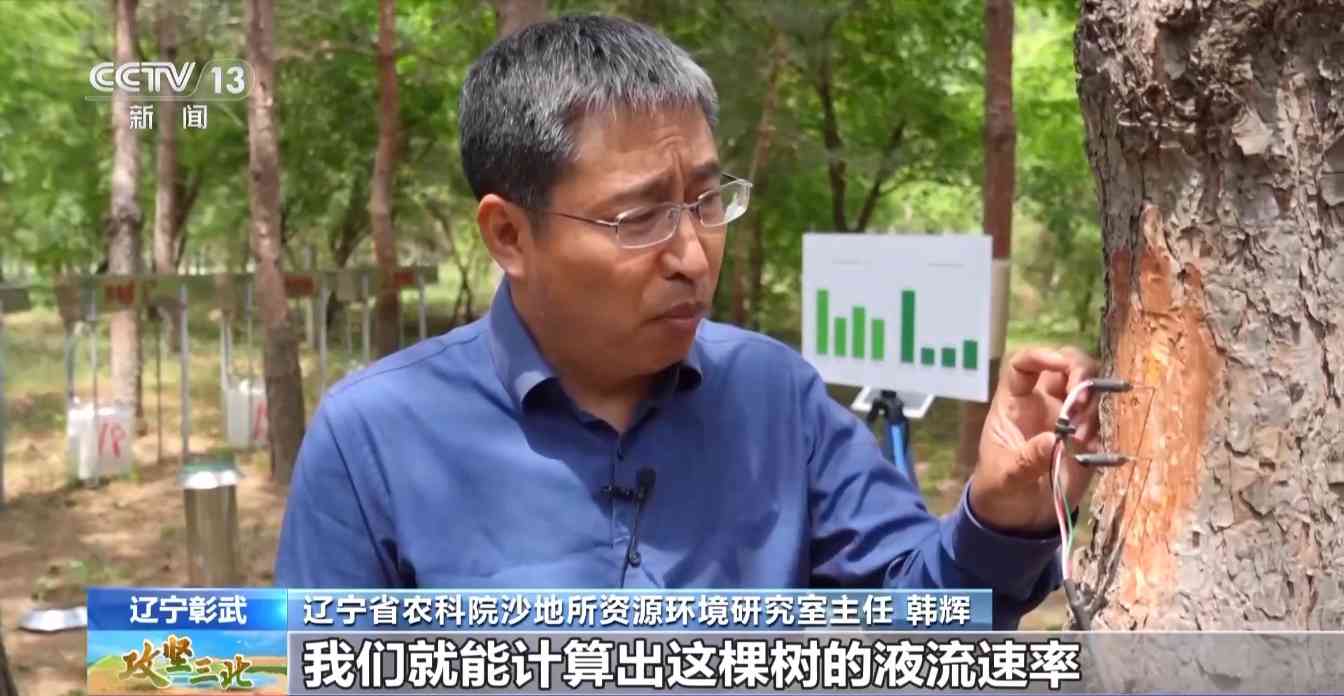 樟子松造林技术揭秘：三北工程防风固沙树种科学种植方法