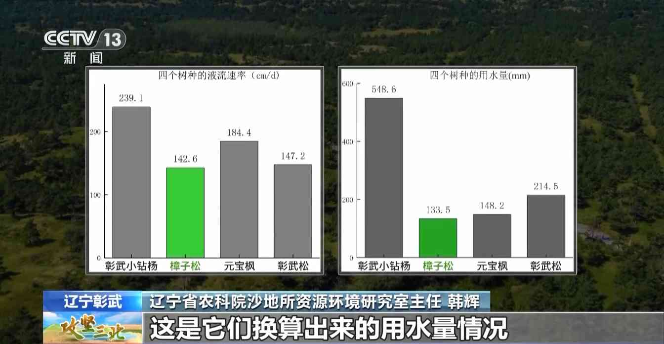 樟子松造林技术揭秘：三北工程防风固沙树种科学种植方法